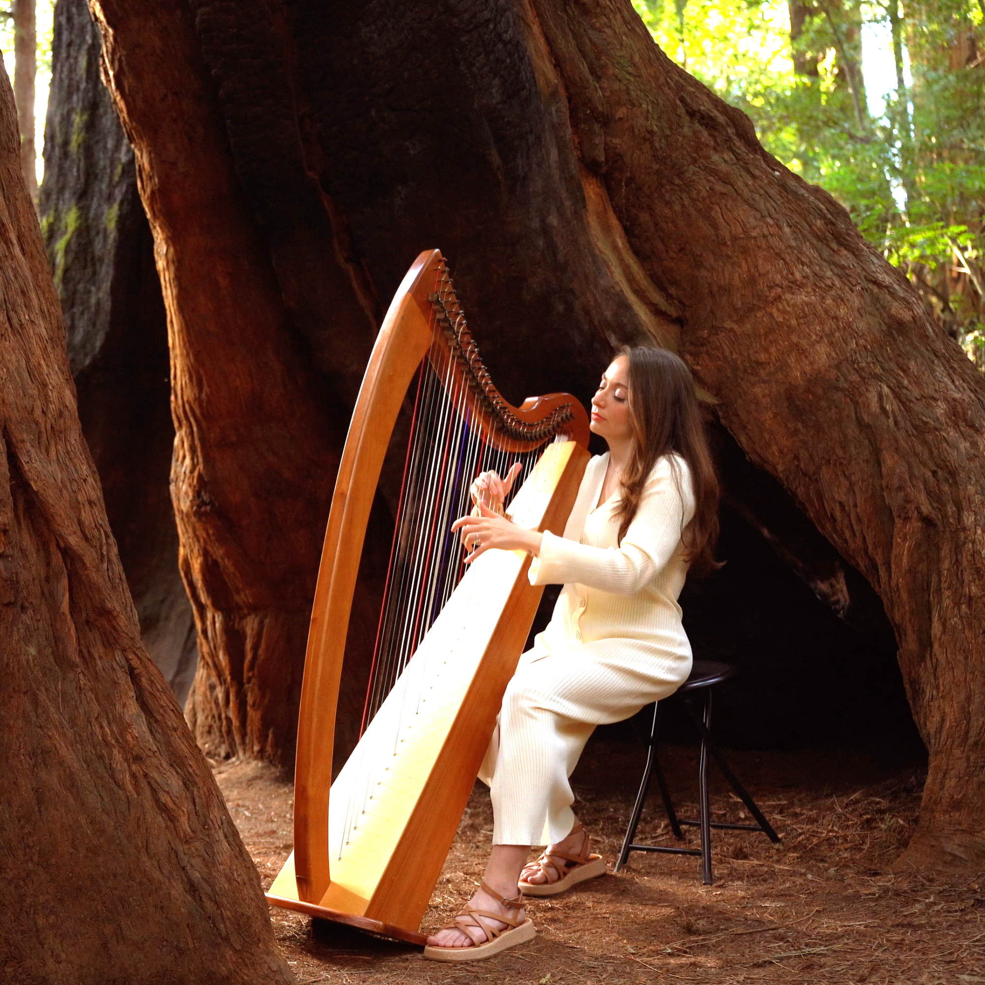 Harp in a Giant Redwood Tree